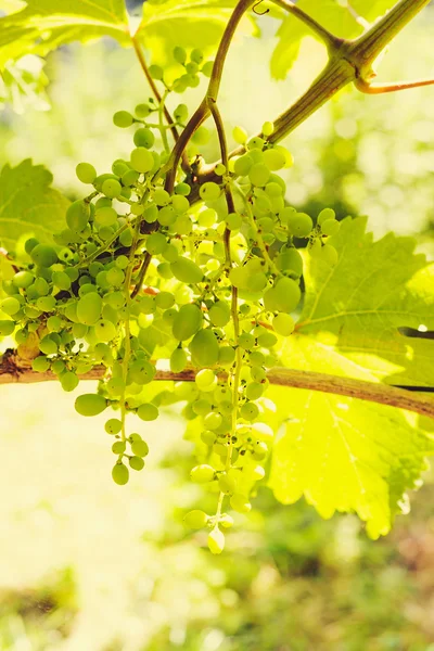 Green grapes in sunny vineyard — Stock Photo, Image