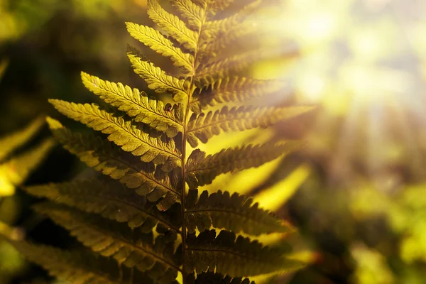 Feuille de fougère rétro-éclairée par le soleil du matin — Photo