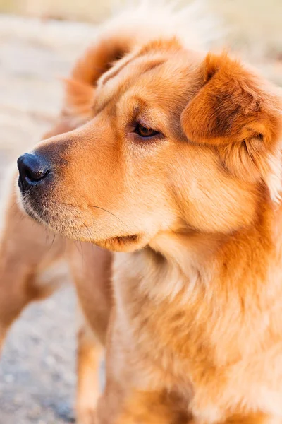 Röda hund porträtt — Stockfoto