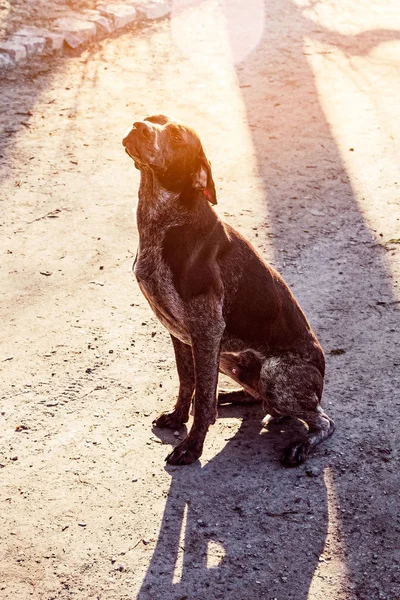 Охотничья собака — стоковое фото