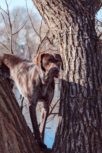 Охотничья собака — стоковое фото