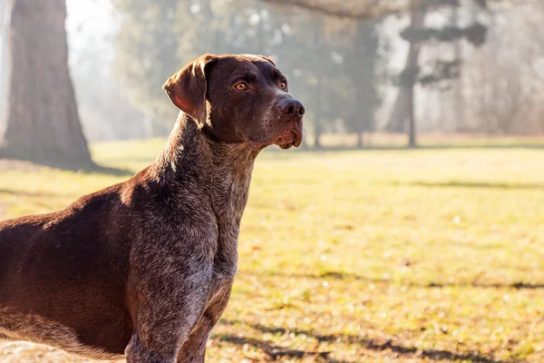 Cão caçador — Fotografia de Stock