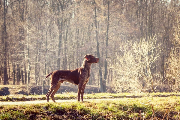 Cão caçador — Fotografia de Stock