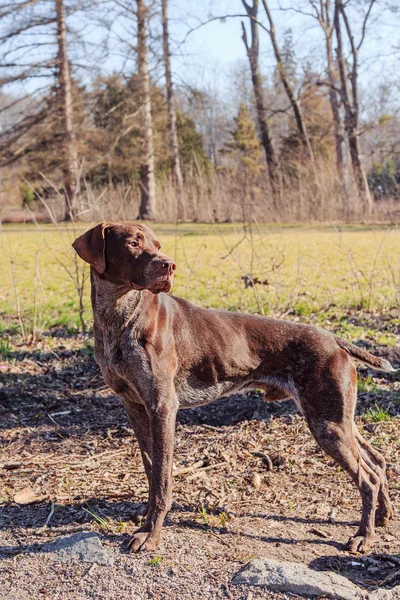 Hunter hund — Stockfoto