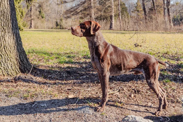 Hunter hund — Stockfoto