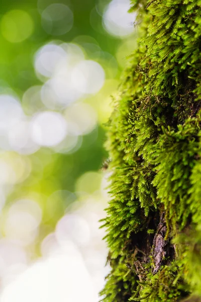 Muschio verde — Foto Stock