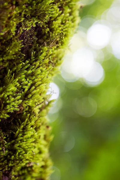 Musgo verde — Fotografia de Stock