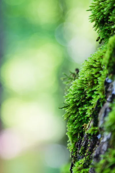 Musgo verde — Fotografia de Stock