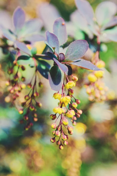 Berberys kwiaty — Zdjęcie stockowe