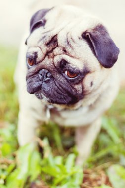 Pug köpek portre kadar kapatın