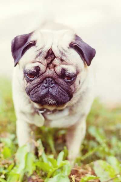 Close up pug dog portrait — Stock Photo, Image