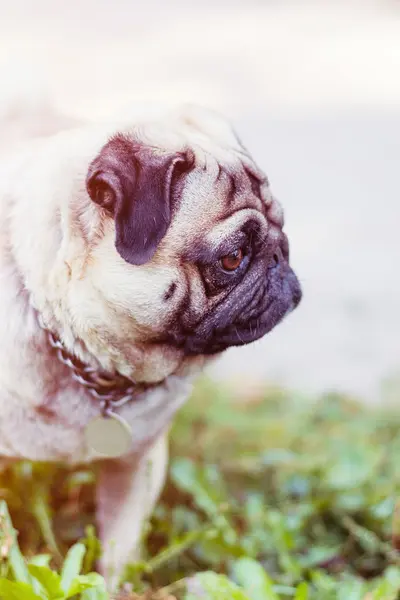 Close up pug cão retrato — Fotografia de Stock