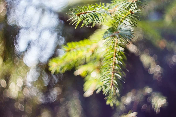 Fir branch on blurred nature background — Stock Photo, Image