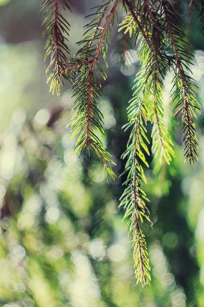 Fir branch op de achtergrond wazig aard — Stockfoto