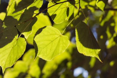 Yeşil ıhlamur yaprağı arkadan aydınlatmalı güneş tarafından