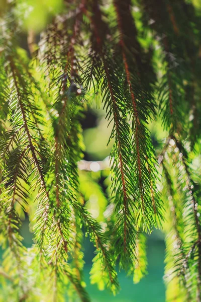 Gałąź jodła na tle natura niewyraźne — Zdjęcie stockowe