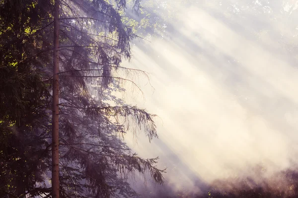 Morning sunbeam in forest with smoke