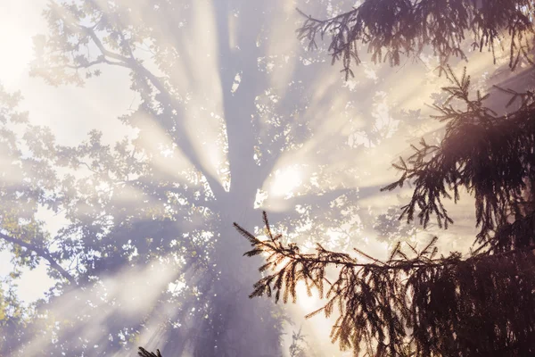 Morning sunbeam in forest with smoke — Stock Photo, Image