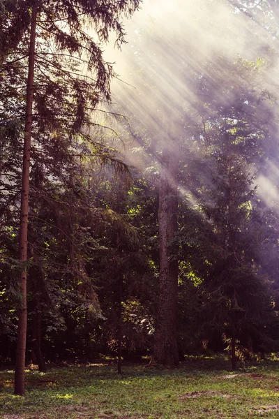 Morning sunbeam in forest with smoke — Stock Photo, Image