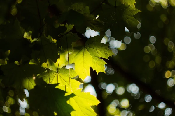 Groene esdoorn leves verlicht door de zon — Stockfoto