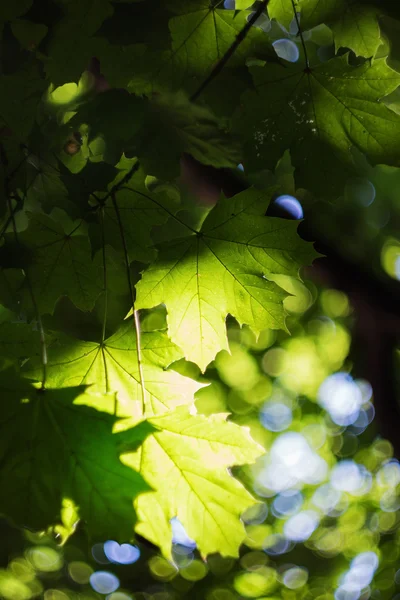 太陽の光で緑のカエデ leves バックライト — ストック写真