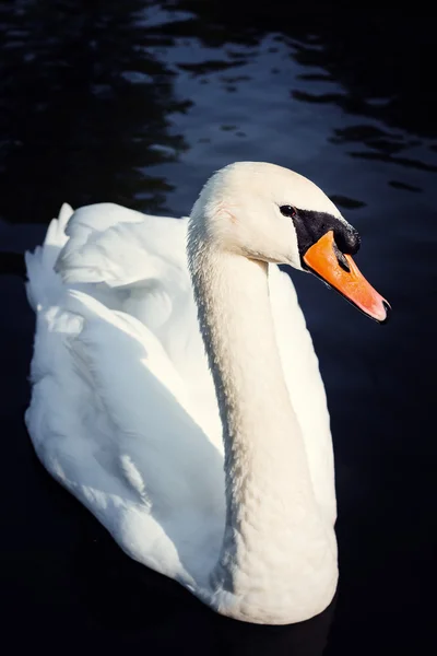 Cisne blanco —  Fotos de Stock