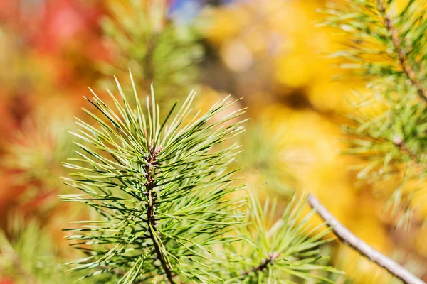 Close up pine in autumn forest — Stock Photo, Image