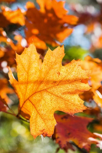 Red oak Herfstblad — Stockfoto