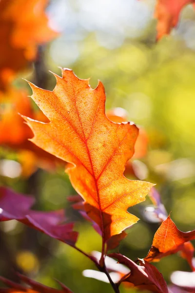 Herbst rotes Eichenblatt — Stockfoto