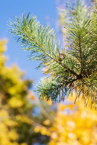 Close up pine in autumn forest — Stock Photo, Image