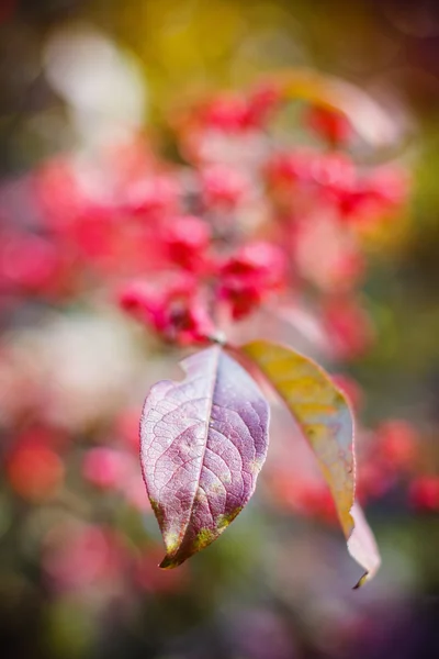 Spindelbaumblatt auf natürlichem herbstlich verschwommenem Hintergrund — Stockfoto