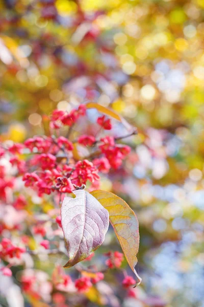 Spindelbaumblatt auf natürlichem herbstlich verschwommenem Hintergrund — Stockfoto