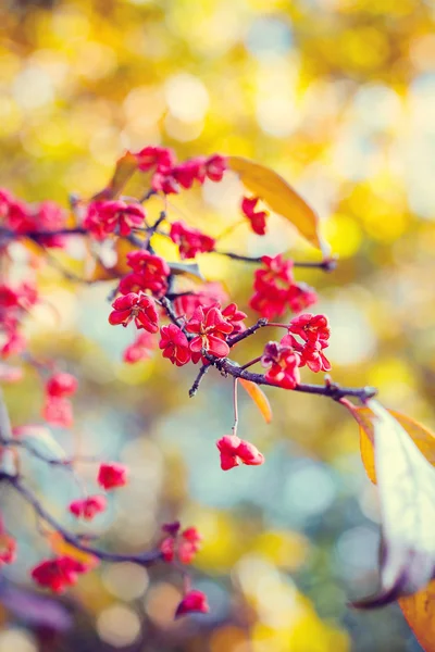 Jesienny ziemny rozmazane tło z kwiatami — Zdjęcie stockowe
