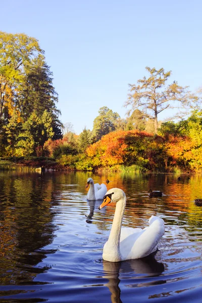 Pair of white swans on the lake — Stock Photo, Image