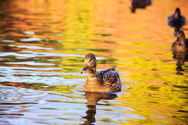 Pato en un estanque —  Fotos de Stock