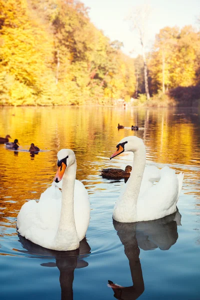 Пара белых лебедей на озере — стоковое фото