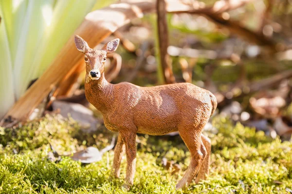 Roy deer in summer forest — Stock Photo, Image