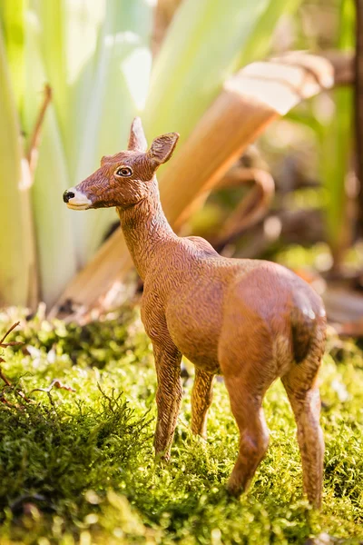 Roy deer in summer forest — Stock Photo, Image