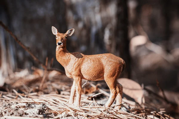 Doe in forest. Deer toy figurine in situation. — Stock Photo, Image