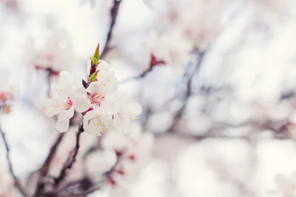 Цветущий абрикос весной — стоковое фото