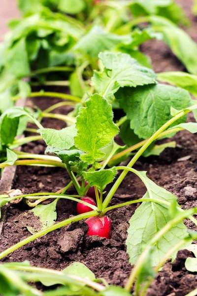 Growing radish — Stock Photo, Image