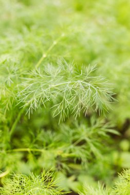 Taze yeşil dereotu.