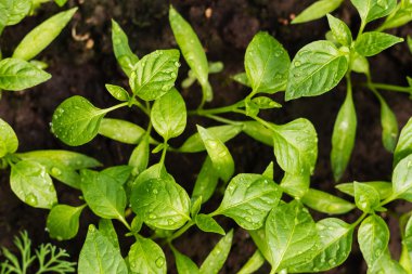 Genç fidan toprakta büyüyen su damlaları ile biber