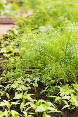 Taze yeşil dereotu.