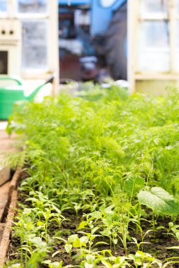 Taze yeşil dereotu.