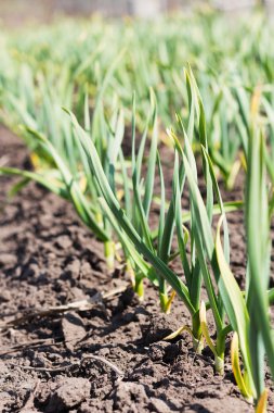 bahçede büyüyen sarımsak