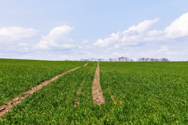 Yeşil alan manzara yolu ile