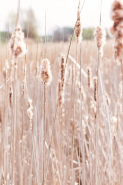 Kuru typha sivri kabartmak ile
