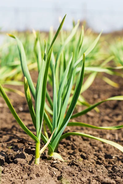 Garlic growing in the garden — Stock Photo, Image