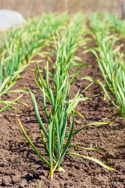 Garlic growing in the garden — Stock Photo, Image